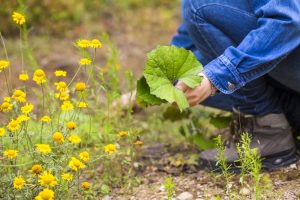 5 Major Benefits of Homeopathy: What it entails and How it works