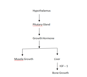 Growth Hormone